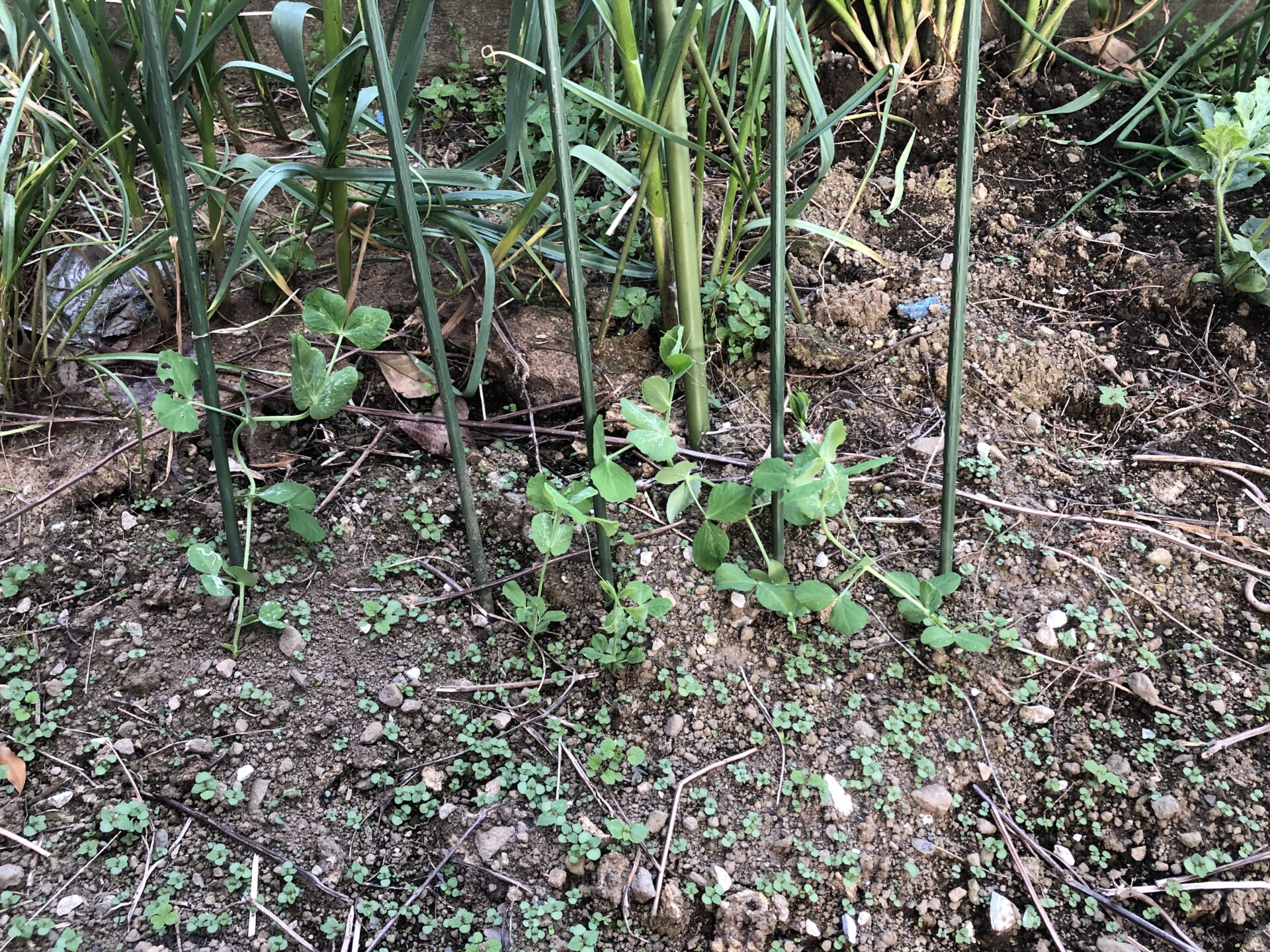 15cmに成長したそら豆