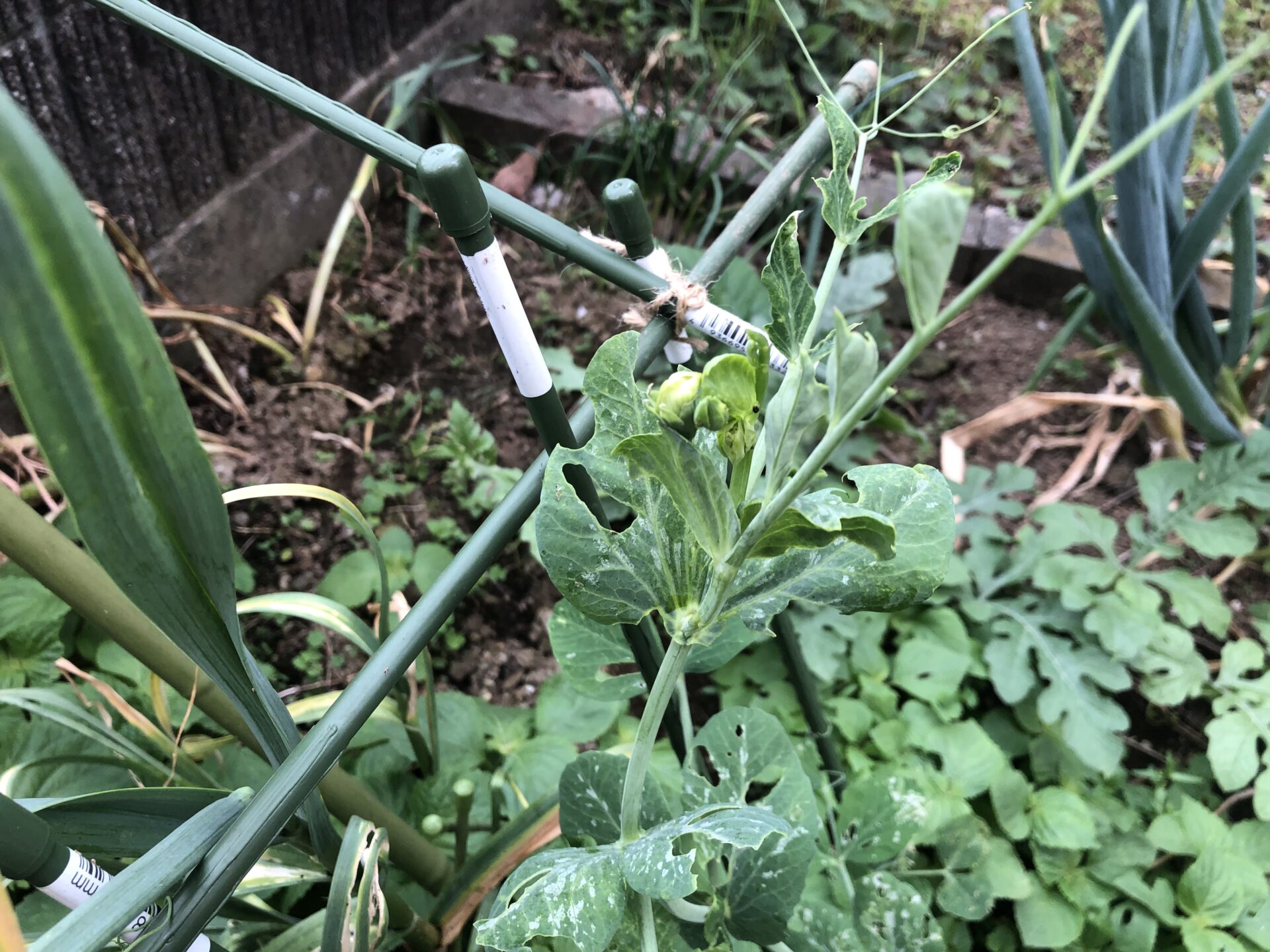 えんどう豆のはな